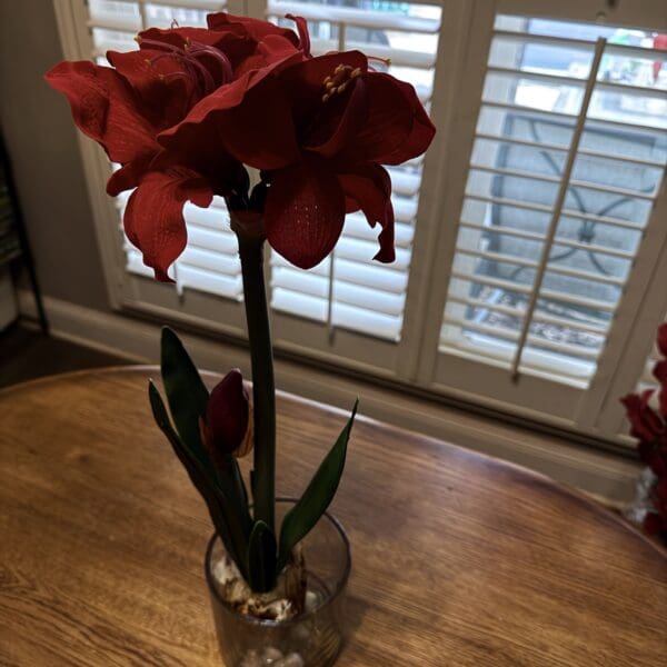 A vibrant red amaryllis flower in a vase on a wooden table.