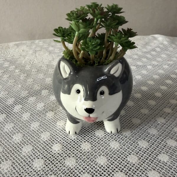 Succulent in dog-shaped ceramic planter on lace