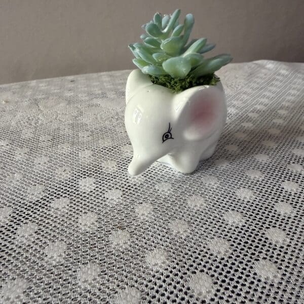 White elephant planter holding green succulent