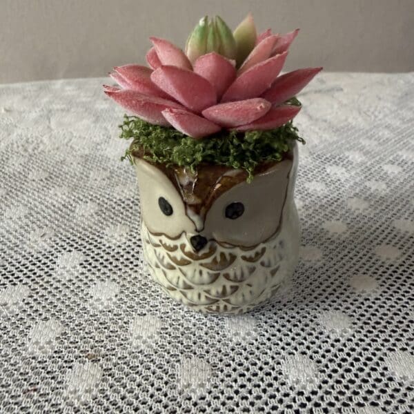 Pink succulent in owl-shaped ceramic planter