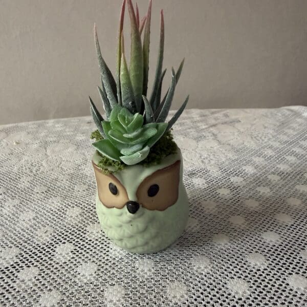 Owl planter with succulents on lace