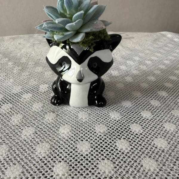 Ceramic raccoon planter with succulent