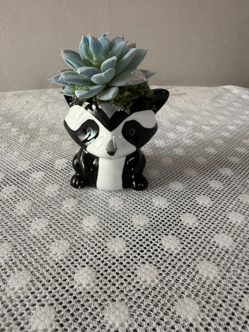 Ceramic raccoon planter with succulent