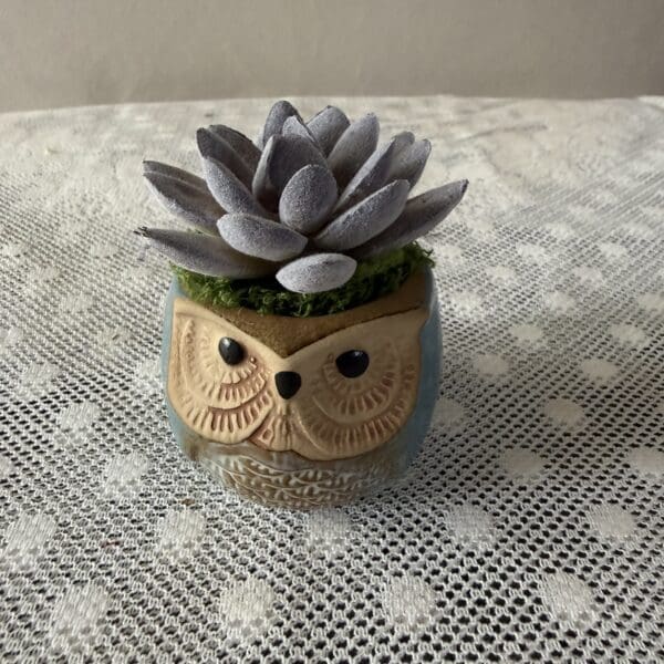 Succulent in owl-shaped ceramic pot on lace