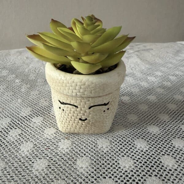Green succulent in smiling textured ceramic pot