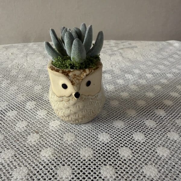 TAN OWL 1