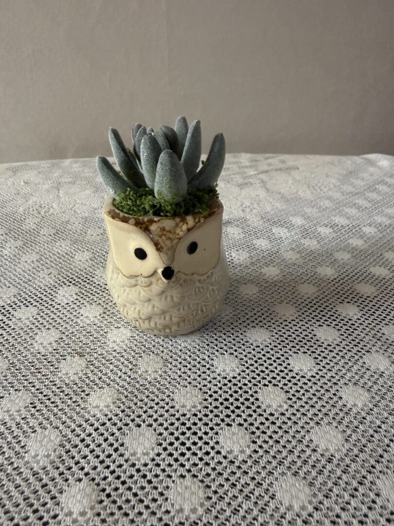 TAN OWL 1