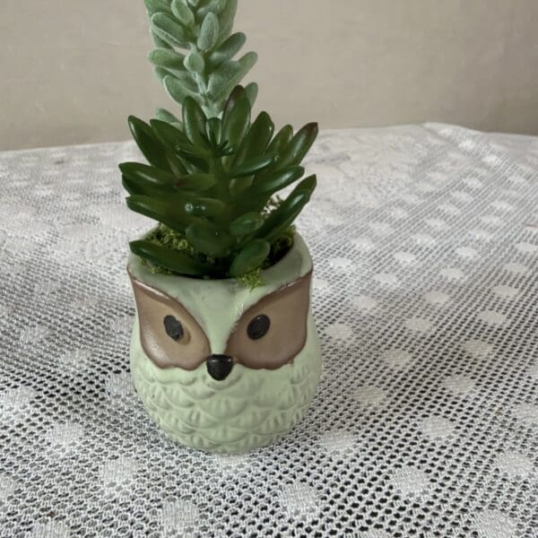 A Succulent in owl-shaped ceramic planter