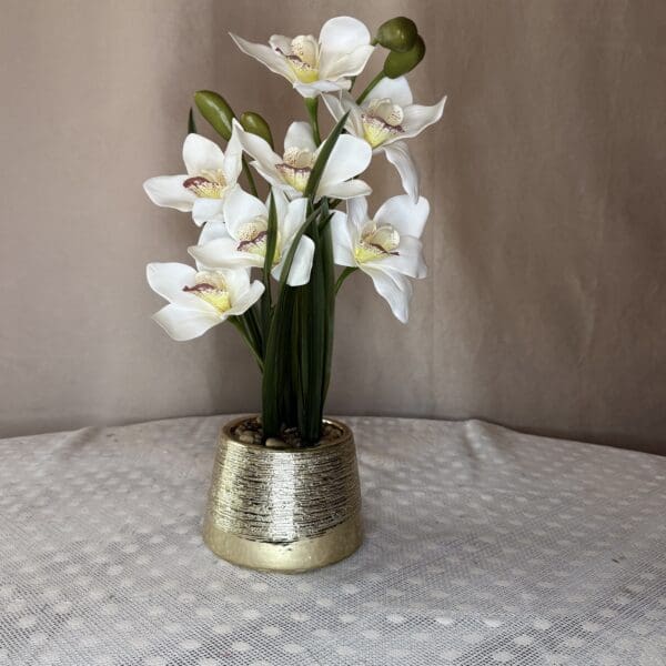 WHITE ORCHID